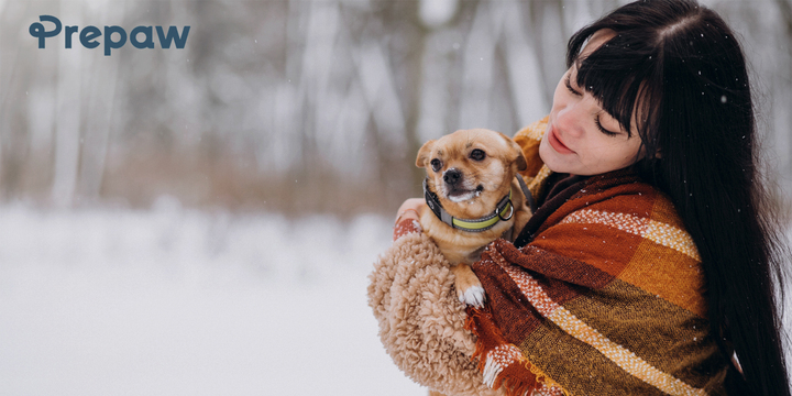 Grooming & Wellness Guide for Senior Pets